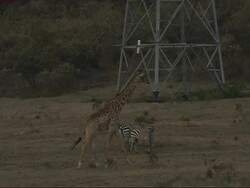 MS TU Giraffe to overhead power line tower / Olkaria Geothermal Power Plant, Kenya Stock Footage