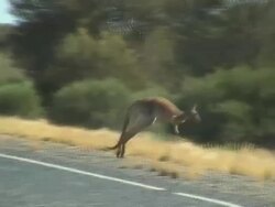 Kangaroo on the road Stock Footage