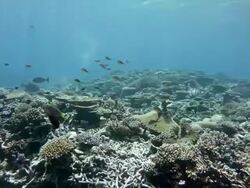 Beautiful underwater scene Stock Footage