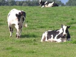 Investigation into Cloned Meat Allegations News Clip