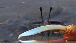 Fiddler crab Stock Footage