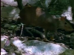 Agouti, MS Agouti walks to pile of Dipteryx fruit, picks one up and walks off, Panama Stock Footage