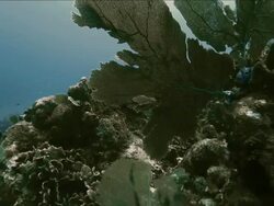 Slow examination of coral rock and vegetation Stock Footage