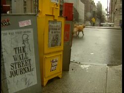 MS low angle, Newspaper dispenser with Wall Street Journal logo, dog walker passing in background, New York Stock Footage