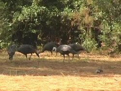 wild turkeys Stock Footage