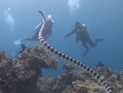 Sea snake (Laticauda sp.) and divers over coral reef, Southern Visayas, Philippines Stock Footage