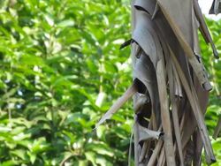 Sooty-Headed Bulbul Stock Footage