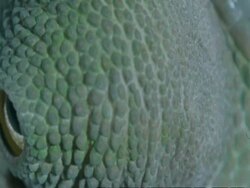 ECU Chameleons eye moving, Botswana, Africa Stock Footage