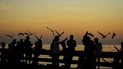 Silhouette: people feeding Seagull on a port at sunset Stock Footage
