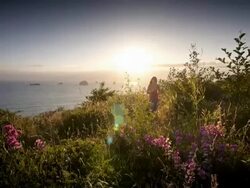 WS SLO MO POV View of young woman jogging and walking through flowers on trail overlooking Pacific Ocean / Port Orford, Oregon, United States Stock Footage