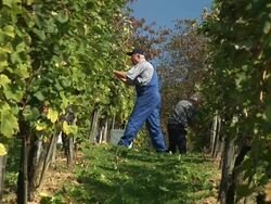 HD: Working In The Vineyard Stock Footage