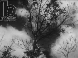 Madagascar c.1958 - felling native trees and shaving off bark Stock Footage