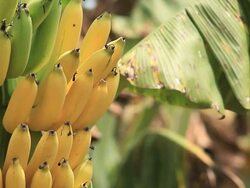 Banana Stock Footage