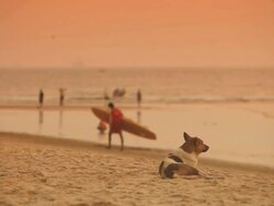 Sunset in Goa Stock Footage