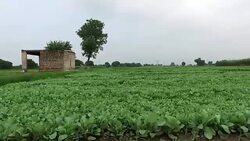 Cauliflower Sprouts ready for plantation Stock Footage