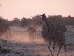 Giraffe and elephants Stock Footage