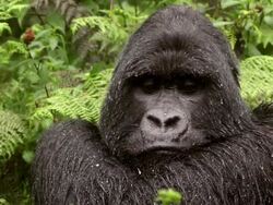 Closeup, Male Gorilla in Rain Stock Footage