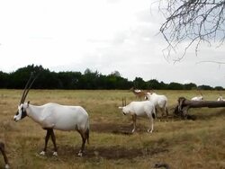 Arabian Oryx Stock Footage