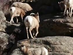 MS TU Shot of bighorn ewes and lambs moving up rock ledge / Estes Park, Colorado, United States Stock Footage