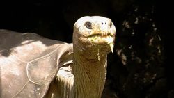 Galapagos tortoise Lonesome George dies News Clip
