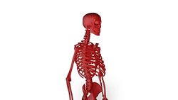 Human Skeleton (loopable) Stock Footage