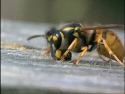 CU Common Wasp (Vespula vulgaris) collecting wood fibres and flying off, England Stock Footage