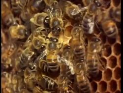 Hone bees attend queen cell on honey comb Stock Footage