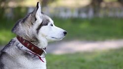 Siberian husky with blue eyes looks around. Stock Footage