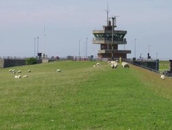 WS View of sheep's grassing on green grass field at eidersperrwerk near tonning, Dithmarschen, North Sea / Tonning, Schleswig Holstein, Germany Stock Footage