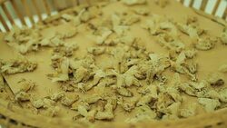 silkworms with leaves on the woven basket Stock Footage