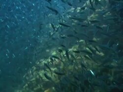 Dense shoal fish, reef opening, Bahamas  Stock Footage