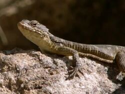 MS Shot of Southern girdled lizard resting on granite rock and observing / Namaqualand, Northern Cape, South Africa Stock Footage