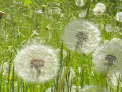 Blowballs, wishie Stock Footage