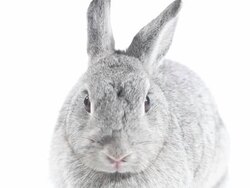 Rabbit Stock Footage
