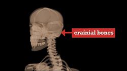 Human Skeleton Instructional Video