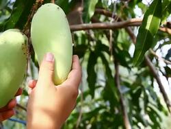 picking mango Stock Footage