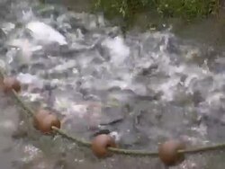 MS PAN View  of Trout pond / Trassem near Saarburg, Rhineland-Palatinate, Germany Stock Footage