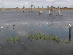 Birds Flying in a Wetlands Stock Footage