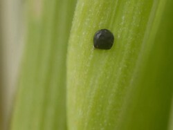 T/L Pilobolus dung fungi spore capsule drying out on grass blade, UK Stock Footage