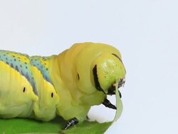 Caterpillar eating green leaf Stock Footage
