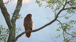 A Crested Serpent Eagle perched on a tree branch Stock Footage