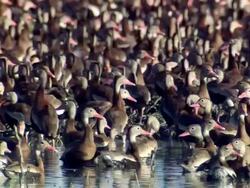 CU View of Large flock of black bellied whistling ducks in wetlands / Palo Verde, Guanacaste, Costa Rica Stock Footage