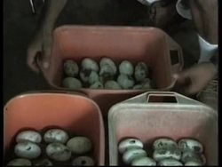 VENEZUELA: CAYMAN CROCODILES RELEASED INTO WILD Instructional Video