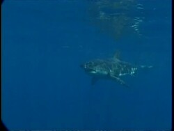 MS Great White Shark swimming to and biting bait, Guadalupe Island, Pacific Ocean Stock Footage