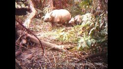 CLEAN: Hope as rare rhino calves filmed in Indonesia News Clip