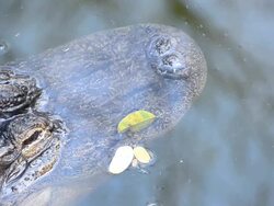 Crocodile Stock Footage