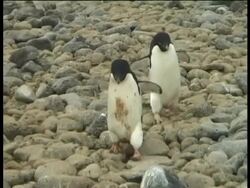 Two Adelie penguins (Pygoscelis adeliae) walking over stones, Paulet Island, Antarctic Peninsula, Antarctica Stock Footage