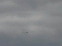 Vulture in the sky 3 - HD 1080/30f Stock Footage