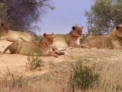 Lions in the Kalahari Stock Footage