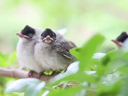 baby birds waiting mother Stock Footage